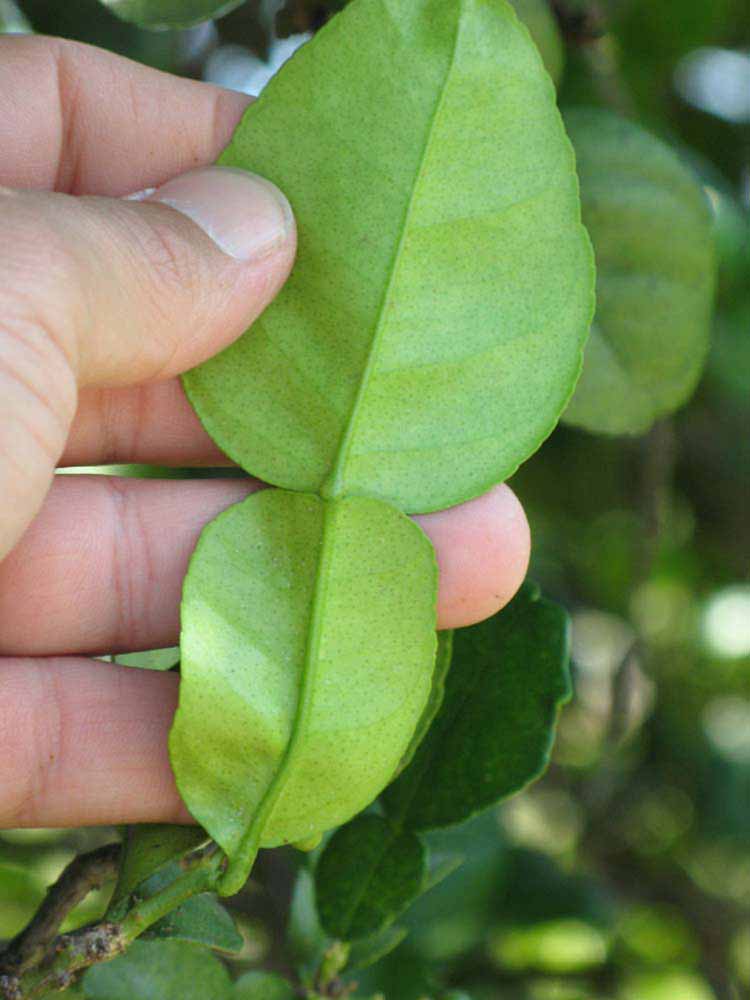                 Petiole   (Kaffir, Winter Haven, FL)       